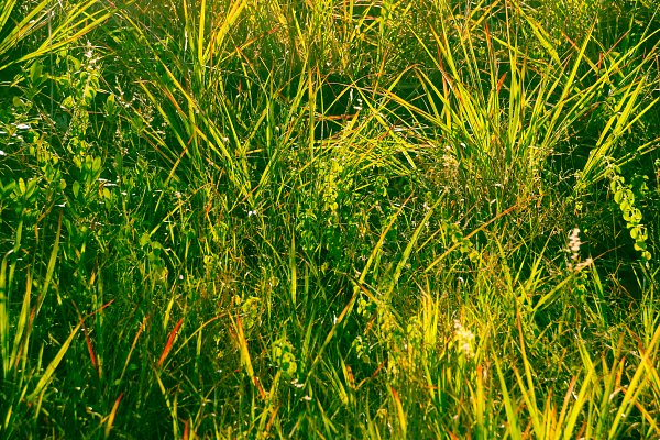 Natuerliche Leuchtkraft Wandbild