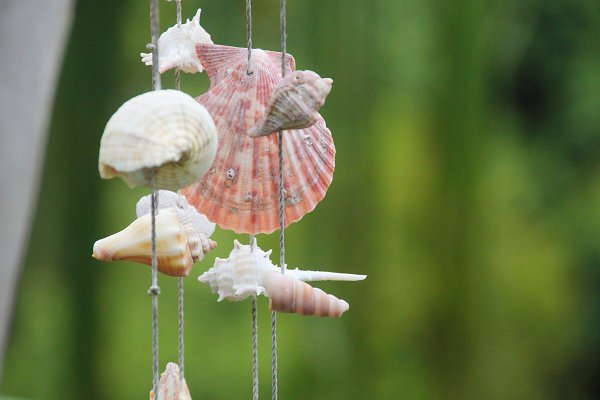 Schmuck mit Muscheln Wandbild