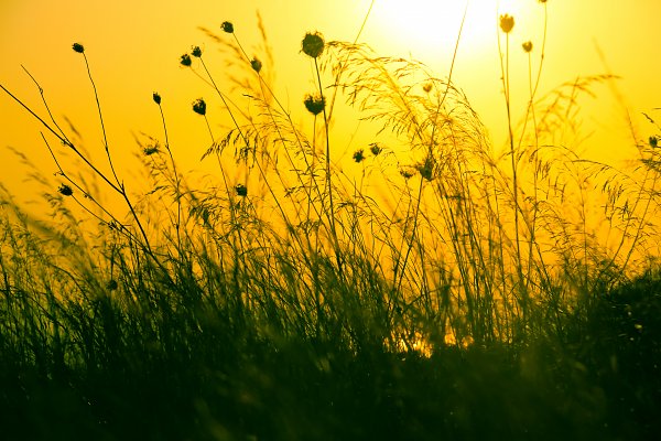 Abendliche Wiese Wandbild