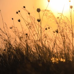 Grashalme-in-der-Abendsonne