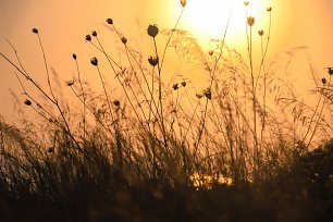 Grashalme in der Abendsonne Wandbild