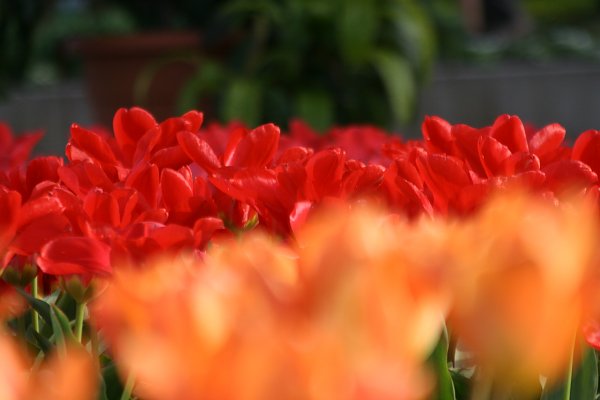 Tulpen Wandbild