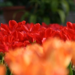 Tulpen