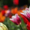 Tulpenkoepfe