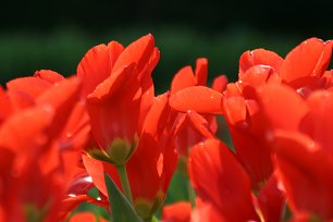 Tulpenmeer Wandbild