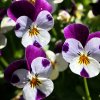 Violette-Stiefmuetterchen