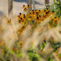 Gelbe-Sommerblumen