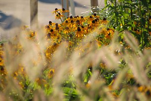 Gelbe Sommerblumen Wandbild