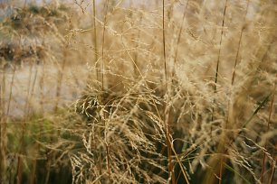 Goldenes Gras Wandbild