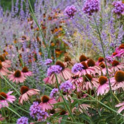 Rosarote-Blumen