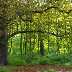 Spaetsommer-Wald