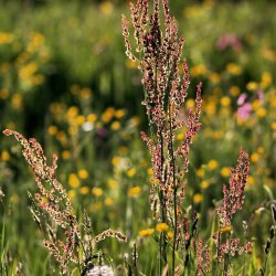 Wildes-Gras-Bayern