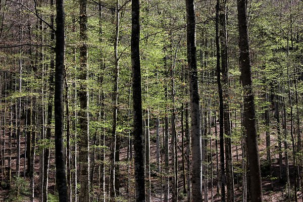 Dichter Wald Wandbild