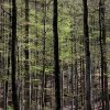 Dichter-Wald