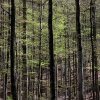Dichter-Wald