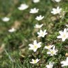 Alpenblumen