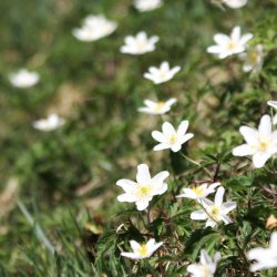 Alpenblumen