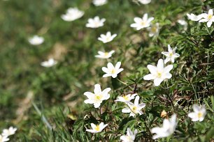 Alpenblumen Wandbild