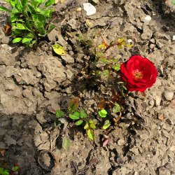 Erdboden-Blaetter-Blume-Rose