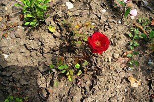 Erdboden Blaetter Blume Rose Wandbild