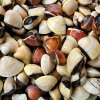 Dunkelbraun-Kastanienbraun-Muscheln