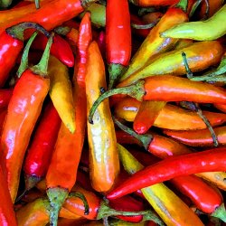 Feuerrote-Chillis-Chillischoten