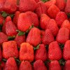 Frische-Erdbeeren