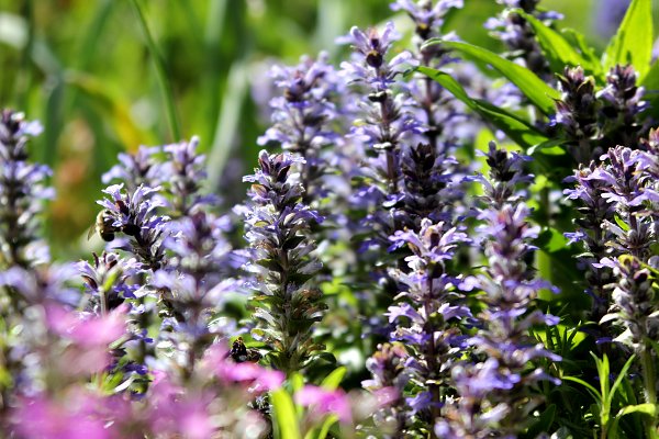 Fruehlingsgarten Wandbild
