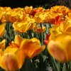 Gelbe-Tulpen