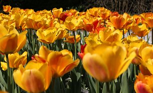 Gelbe Tulpen Wandbild