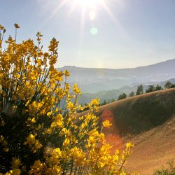 Ginster-Kornfeld