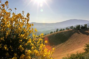 Ginster Kornfeld Wandbild