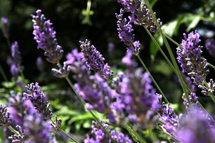 Lavendel Wandbild