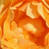 Orange-Roseblaetter