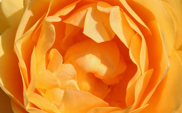 Orange Roseblaetter Wandbild