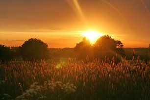 Sonnenuntergang Weizenfeld Landschaft Wandbild