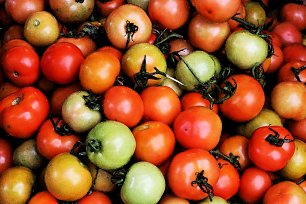 Tomaten Aquarell Wandbild