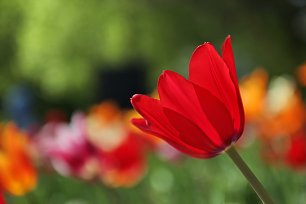 Tulpenbluete Wandbild