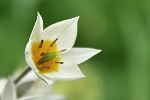 Weisser Krokus Wandbild