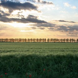 Abendrot-Getreidefeld