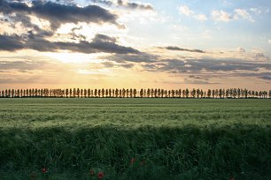 Abendrot Getreidefeld Wandbild