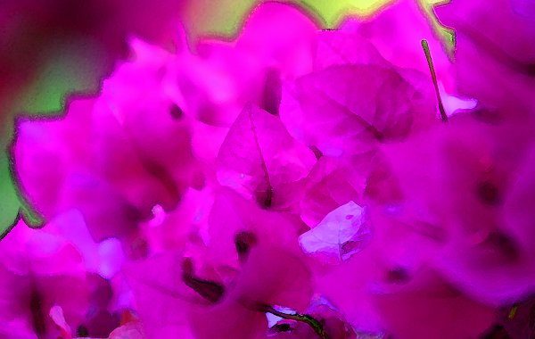 Blueten Pink Wandbild