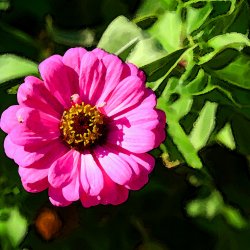 Blumen-Blueten-Sonnenschein