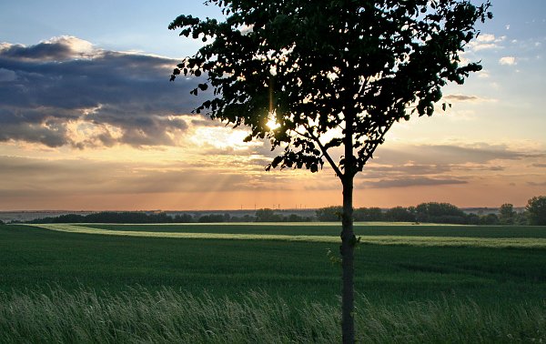 Sonnenuntergang Baum  Landschaft Wandbild