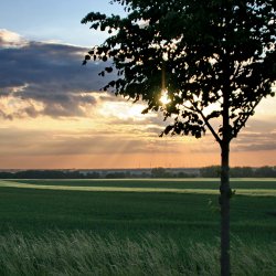 Sonnenuntergang-Baum--Landschaft